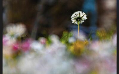 Ces Bouquets de Fleurs (2025)