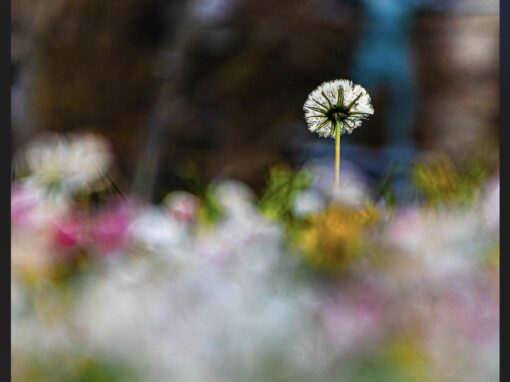 Ces Bouquets de Fleurs (2025)
