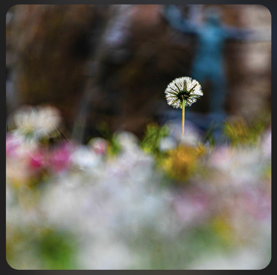 weepers circus fou et la balance